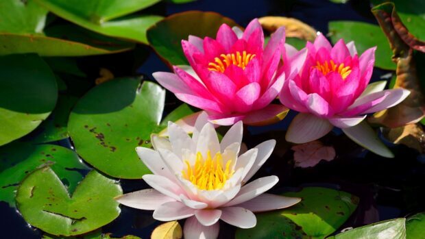 Pink and white lily pad flowers blooming on green leaves in a pond