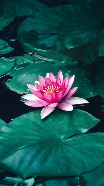 A vibrant lily pad with a pink flower blooming on calm water surface