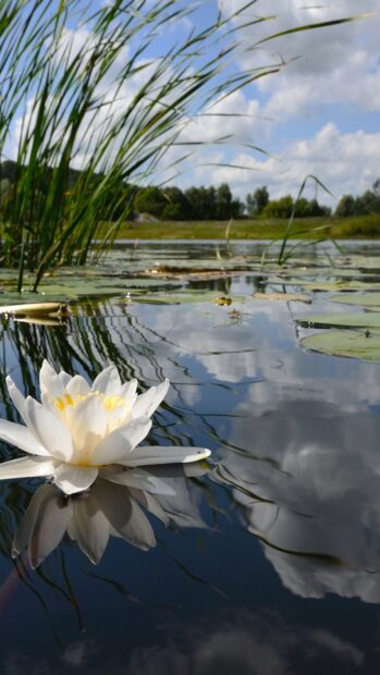 White lily pad blooming on calm pond reflecting sky and reeds