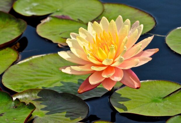 A vibrant lily pad with a blooming yellow and pink flower floating on water