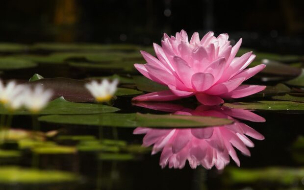 A vibrant pink water lily floating among green lily pads on a calm pond surface