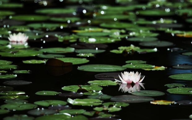A white water lily surrounded by green lily pads floating on dark water in a natural pond