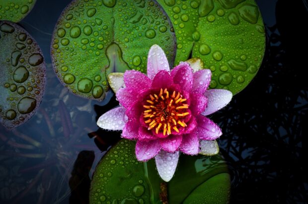 Close up of lily pad flower covered with water droplets in a pond