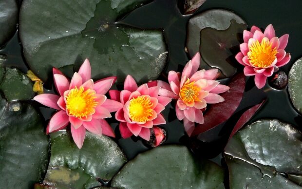 Pink flowers blooming on green lily pad plants floating on water surface