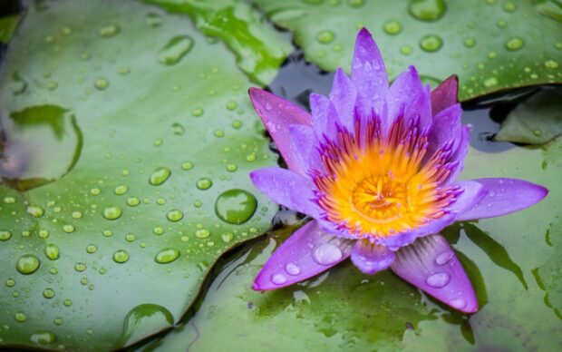 Purple lily pad flower with water droplets on green leaves in high definition