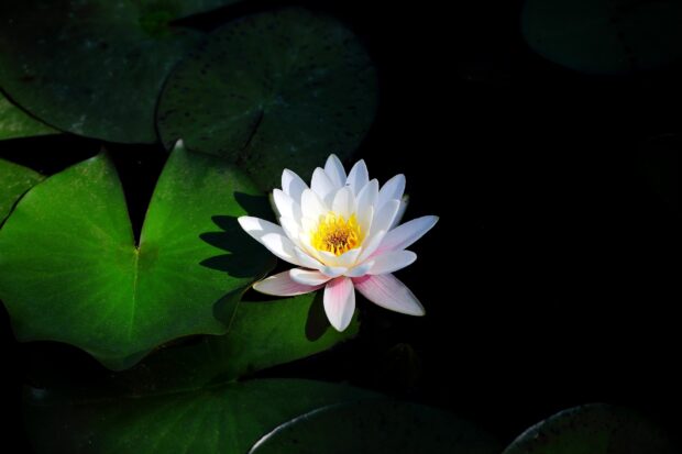 A bright lily pad with a blooming flower in clear water surrounded by green leaves