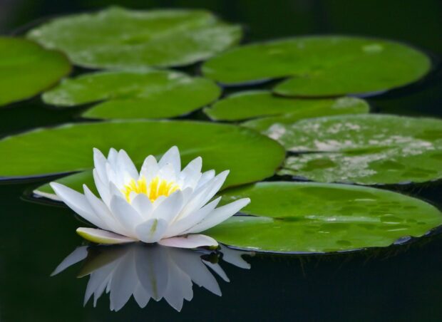 White flower blooming on green lily pad in calm water reflecting the plant in nature