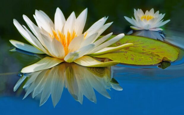White lily pad flower reflecting in clear water with green pad nearby