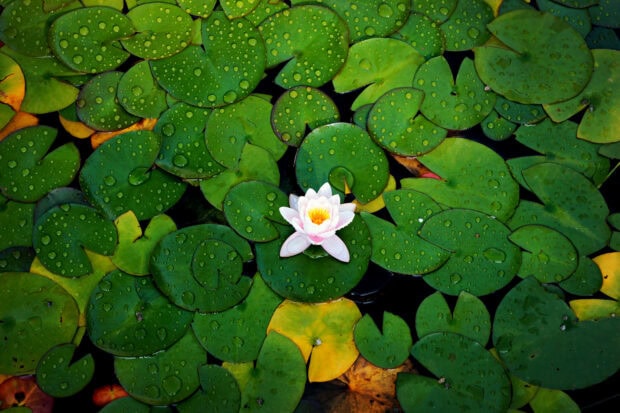A single pink lotus flower surrounded by green lily pad leaves with water droplets