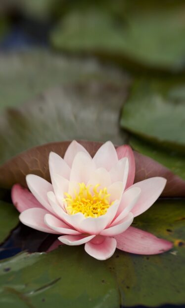 Pink lily pad flower with bright yellow stamens on green lily pad leaves
