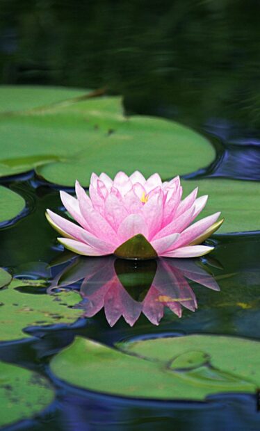 Pink flower lotus on green lily pad floating on calm water surface