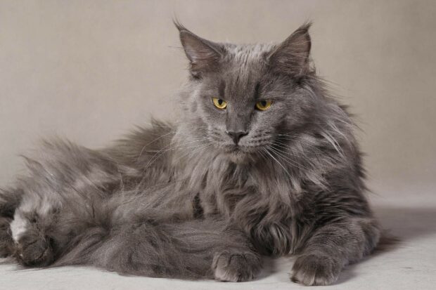 Fluffy Maine Coon cat with yellow eyes lying down on a plain background
