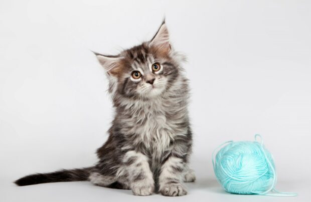 Fluffy Maine Coon kitten sitting next to a blue ball of yarn on a white background