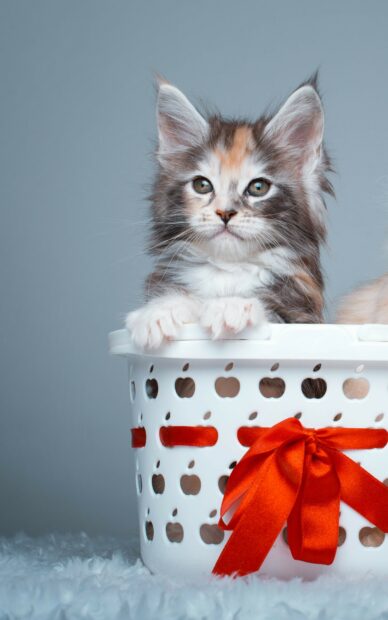 Cute Maine Coon kitten sitting inside a decorated white basket with a red ribbon