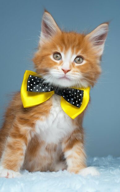 Cute Maine Coon kitten wearing a yellow and black bow tie sitting on a blue surface