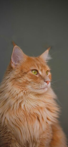 A close up of a ginger Maine Coon cat with green eyes looking sideways