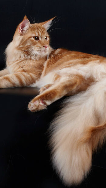 Fluffy orange Maine Coon resting against a black background with detailed fur and alert eyes