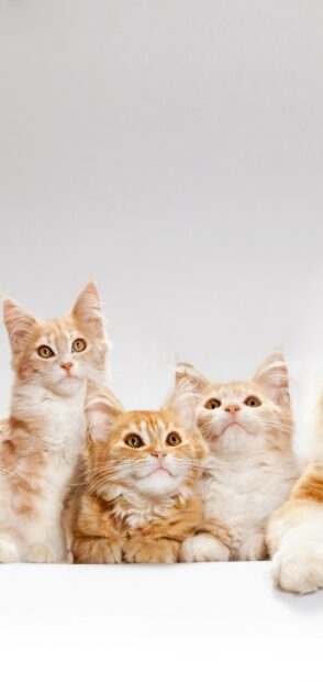Three adorable Maine Coon cats with orange and white fur sitting together looking curious