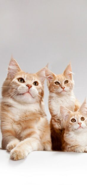 Three Maine Coon cats with fluffy fur sitting together looking attentive
