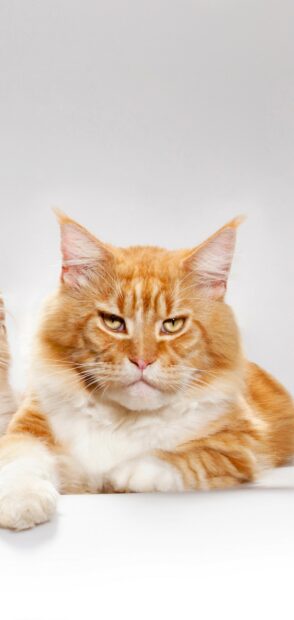 Close up of a Maine Coon cat with orange fur lying down on a white surface