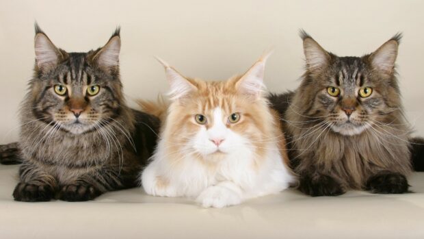 Three Maine Coon cats lying together with a calm expression