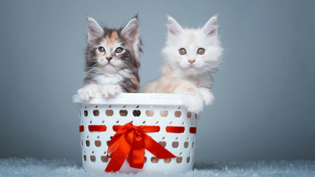Two Maine Coon kittens sitting inside a white basket with a red ribbon on a soft surface