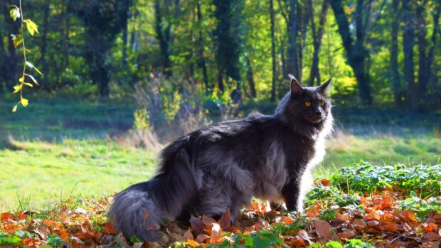 A majestic Maine Coon cat standing on fallen leaves in a vibrant forest setting