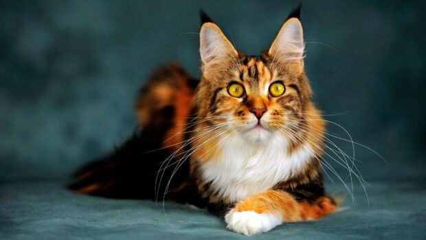 A Maine Coon cat with striking yellow eyes lying on a dark surface