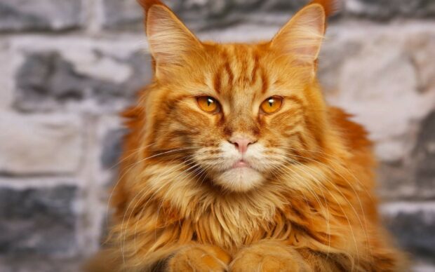 Close up of a Maine Coon cat with orange fur and bright amber eyes against a stone wall background