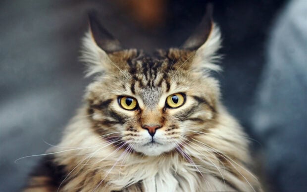 Close up of a Maine Coon cat with striking yellow eyes and fluffy fur