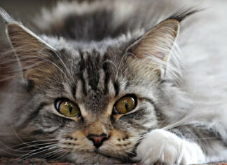 Close up of a Maine Coon resting with striking green eyes and fluffy fur