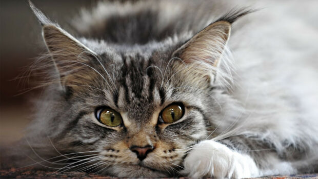 Close up of a Maine Coon resting with striking green eyes and fluffy fur