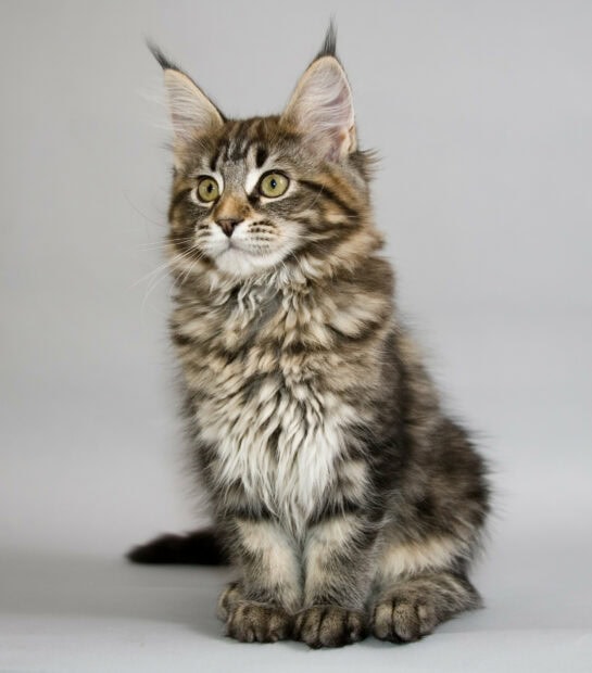Fluffy Maine Coon kitten sitting attentively with bright green eyes and soft fur