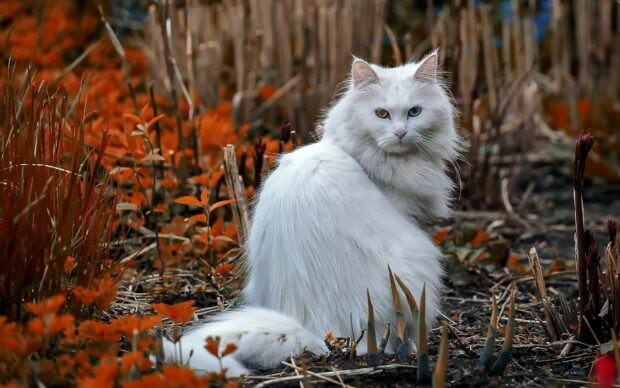 White Maine Coon cat with heterochromatic eyes sitting in autumn foliage