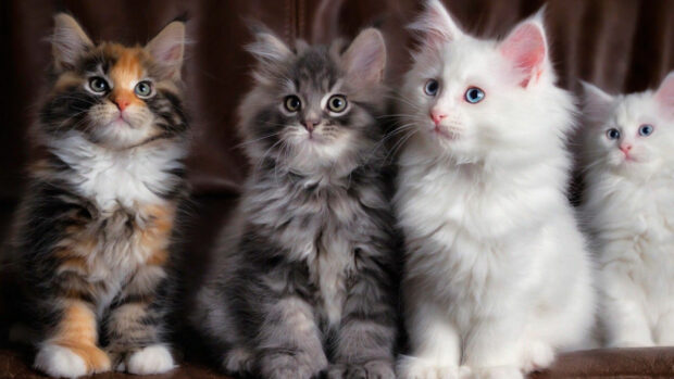 Fluffy Maine Coon kittens sitting together with various fur patterns and colors