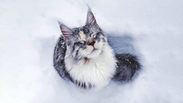 Maine Coon cat enjoying the snow with eyes closed and snowflakes on fur