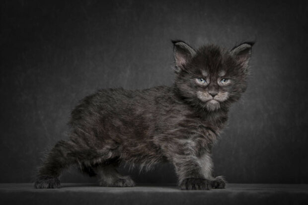A fluffy Maine Coon kitten standing on a dark surface with a black background