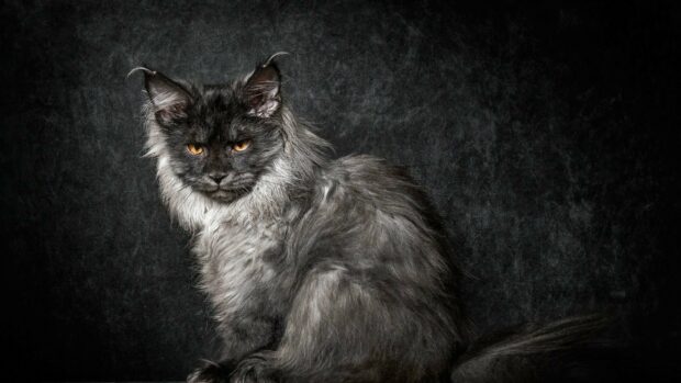A gray Maine Coon cat with piercing amber eyes sitting against a dark textured background