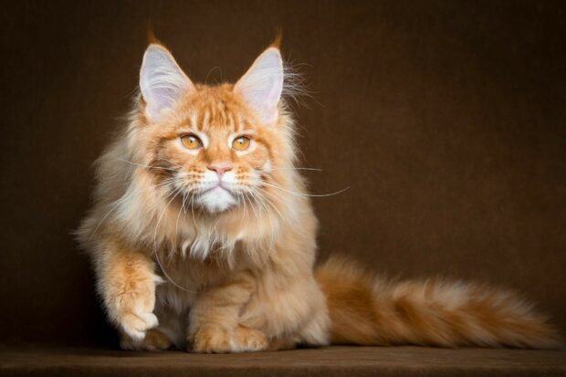 A large orange Maine Coon cat with striking amber eyes walking on a brown surface