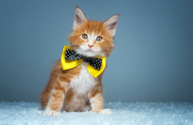 Orange Maine Coon kitten wearing a yellow and black bow tie sitting on a fluffy surface
