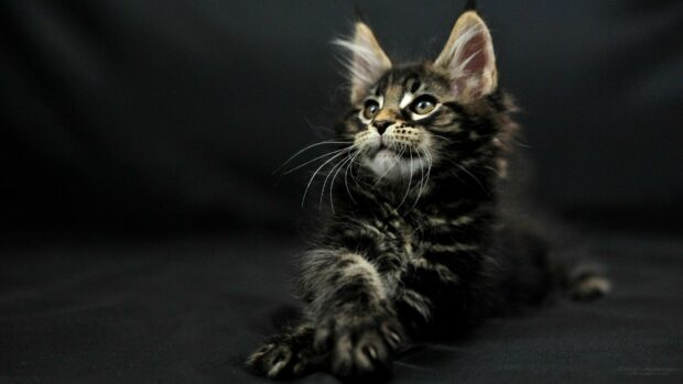 A Maine Coon kitten laying down and looking attentively with a dark background