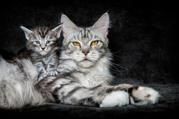 Adult Maine Coon Cat With Kitten Lying Together On Dark Background