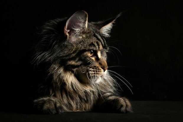 Close up of a Maine Coon cat looking to the side with detailed fur and whiskers