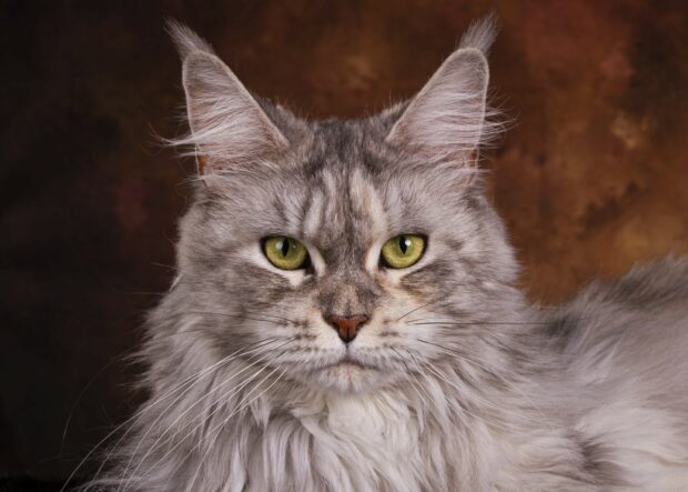 Close up of a Maine Coon with long fur and green eyes looking ahead