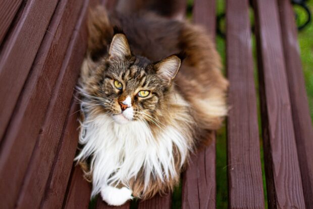 Fluffy Maine Coon cat lying on wooden bench outdoors with green grass background
