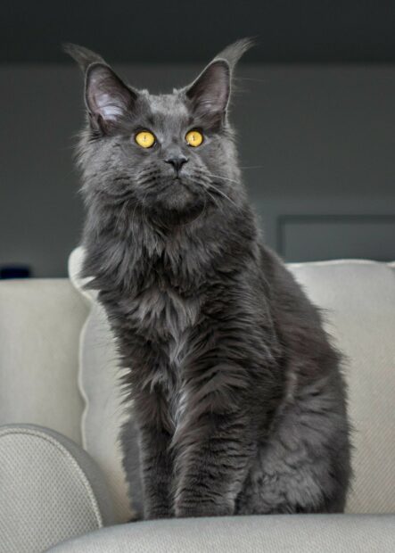 Gray Maine Coon cat with bright yellow eyes sitting on a beige couch