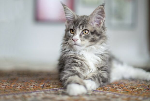 A fluffy Maine Coon cat with yellow eyes lying on a colorful rug indoors