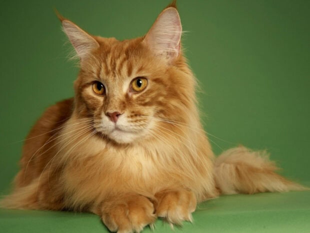 A ginger Maine Coon cat with golden eyes resting on a green surface