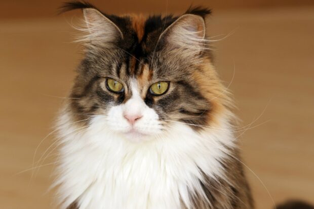 A Maine Coon cat with long fur and yellow eyes looking calmly