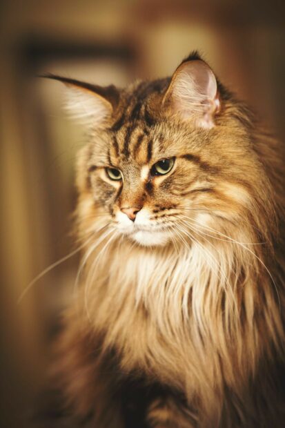 Close up of a majestic Maine Coon cat with long fur and green eyes